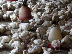 Pemerintah Tunjuk Berdikari Bangun Industri Peternakan Ayam Terintegrasi
