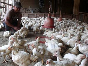 FAO Luncurkan Aplikasi Bantu Peternak Mencatat Produksi Telur Ayam