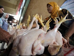 Pedagang Berharap Harga Ayam Bisa Rp 25.000/Ekor