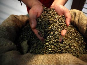 Sertifikasi Berkelanjutan Masih Jadi Persoalan Petani Kopi di Lampung