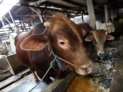 Ini Alasan Pemerintah Mengimpor Sapi dari Meksiko