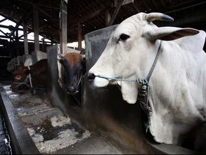 Kementan Keberatan Mendag Ubah Berat Maksimum Sapi Bakalan Impor