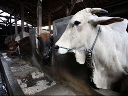 Kementan Keberatan Mendag Ubah Berat Maksimum Sapi Bakalan Impor