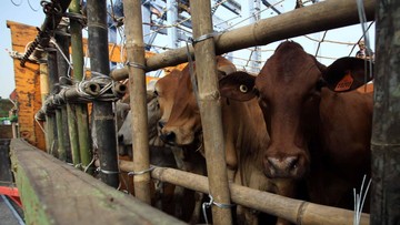Keran Impor Sapi Hidup Dibuka Lebar: Era Baru Dimulai!