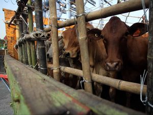 Impor Sapi Hidup Tak Lagi Dibatasi Impor Sapi Hidup Tak Lagi Dibatasi