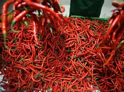 Masalah Klasik Harga Cabai Mahal, Ini Solusinya