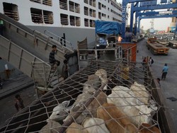 Beda Pandangan Pengusaha soal Kerja Sama Ekonomi RI-Australia