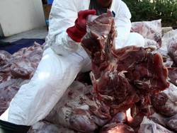 Harga Daging Celeng Lebih Murah dari Ayam