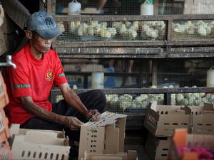 Mau Dapat Rekomendasi Impor Bibit Ayam? Ini Syaratnya