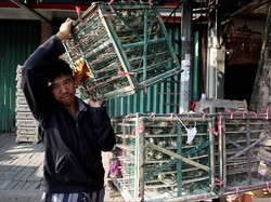 Kementan Akan Legalkan Pemusnahan Bibit Ayam untuk Kontrol Harga