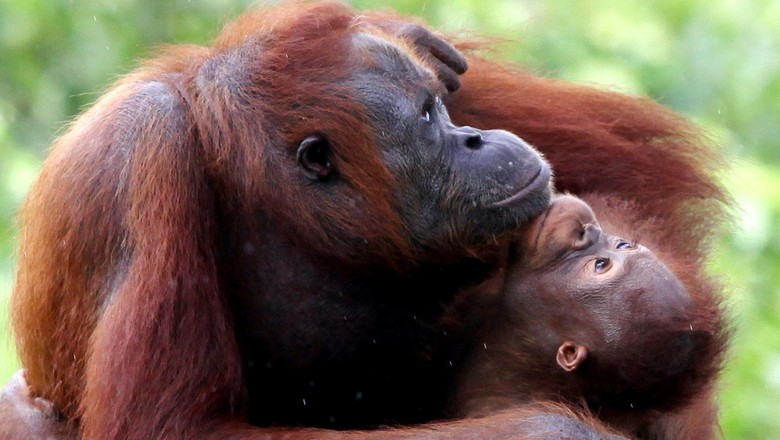 Samboja, Rumah Orangutan Di Ibu Kota baru di Indonesia