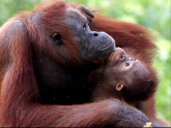 Samboja, Rumah Orangutan di Ibu Kota Baru Indonesia