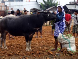 Bulog: Daging Kerbau Dipakai untuk Bahan Baku Bakso dan Sosis