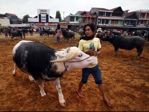 Bulog Jual Daging Kerbau India Rp 65.000/Kg