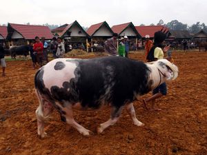 Harga Kerbau di Toraja Bisa Capai Miliaran Rupiah, Ini Kata Guru Besar IPB Harga Kerbau di Toraja Bisa Capai Miliaran Rupiah, Ini Kata Guru Besar IPB