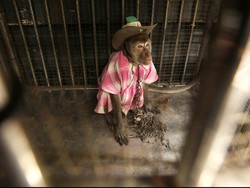 Peneliti Temukan Bukti Monyet Juga Bisa Mengalami Cacat Lahir karena Zika