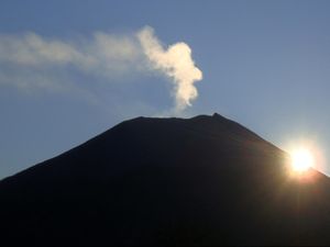 Sedih! Anggrek Hutan Lindung Gunung Slamet Banyak Dijarah Pencuri
