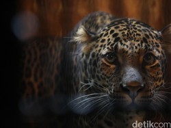 Kenapa Macan Tutul di Garut Turun Gunung Sampai Mangsa 19 Domba?