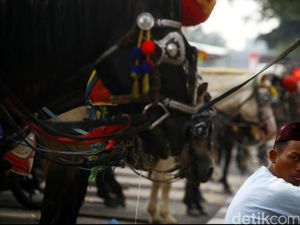 Ahok: Kuda Delman Penyakitan dari Monas Ditolak Ragunan
