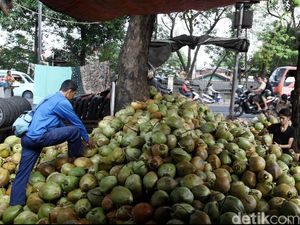 Dukungan Pembiayaan Dinilai Bisa Dorong Laju Ekspor Kelapa RI Dukungan Pembiayaan Dinilai Bisa Dorong Laju Ekspor Kelapa RI