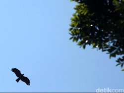 Not Balok dan Not Angka Lagu Manuk Dadali