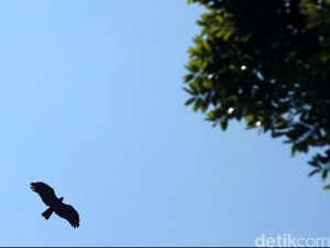 Not Balok dan Not Angka Lagu Manuk Dadali Not Balok dan Not Angka Lagu Manuk Dadali