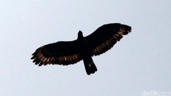 Punya Lambang Sama, Begini Beda Gerindra dan Partai Garuda