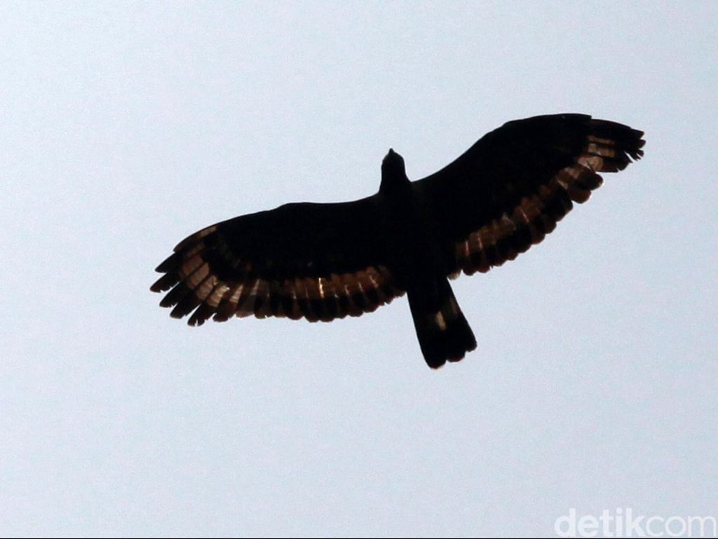 6 Burung Tercepat di Dunia, Nomor Satu Bisa Mencapai 389 Km/Jam 6 Burung Tercepat di Dunia, Nomor Satu Bisa Mencapai 389 Km/Jam