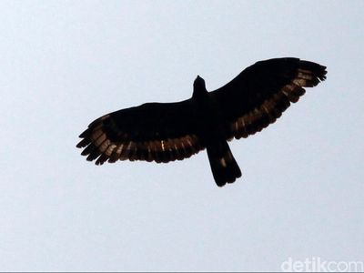 Punya Lambang Sama, Begini Beda Gerindra dan Partai Garuda
