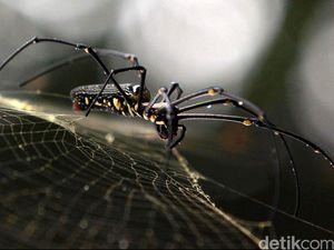 6 Cara Cegah Laba-laba Masuk Rumah