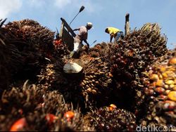 Harga CPO RI Lompat Gegara Rusia Serang Ukraina, Tertinggi dalam Sejarah