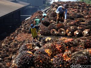 Sertifikasi Lahan Sawit Masih Minim, Pengamat Sarankan Ini Sertifikasi Lahan Sawit Masih Minim, Pengamat Sarankan Ini