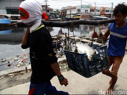 Gara-gara Illegal Fishing, Jumlah Nelayan RI Turun