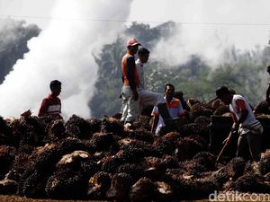 Ada PalmCo, Petani Sawit Pesan Begini Ada PalmCo, Petani Sawit Pesan Begini