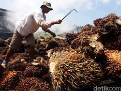 Temui Bos Uni Eropa, Jokowi Protes Kebijakan yang Kucilkan Sawit RI!