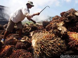 RI Bakal Punya Harga Acuan Sawit Sendiri Mulai Juni 2023