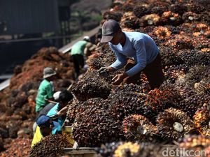 Banyak Petani Sawit Belum Sertifikasi ISPO, Ini Penyebabnya Banyak Petani Sawit Belum Sertifikasi ISPO, Ini Penyebabnya