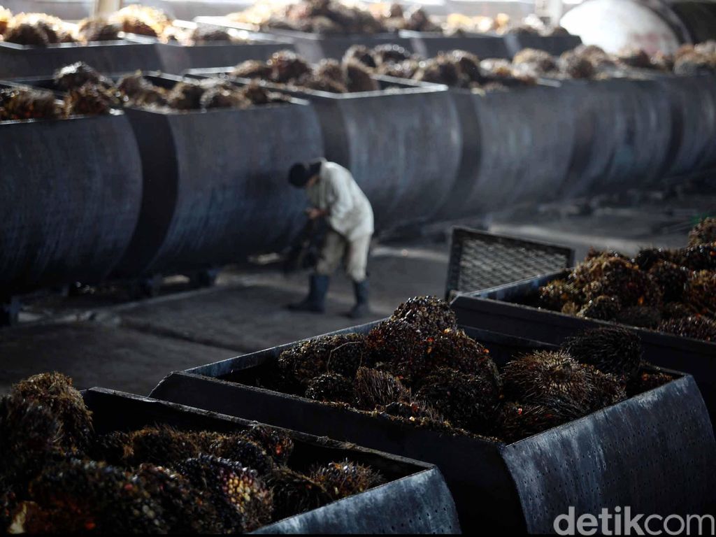 Pemerintah Mau Perluas Penggunaan Biodiesel, ini Tantangannya Pemerintah Mau Perluas Penggunaan Biodiesel, ini Tantangannya