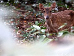 Dua Pertiga Satwa Liar Punah Sejak 1970, karena Ulah Kita