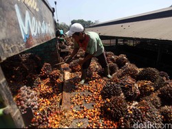 Pemerintah Siapkan Rp 9,6 T Untuk Program Biodesel di 2017