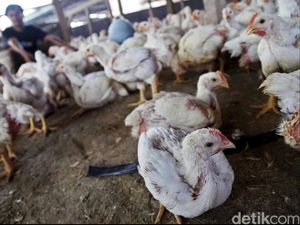 KPPU: Di Negara Liberal Saja Industri Ayam Dikontrol, RI Malah Dibiarkan