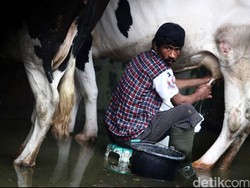 Hidupkan Pasal yang Sudah Dibatalkan MK, UU Peternakan Kembali Digugat