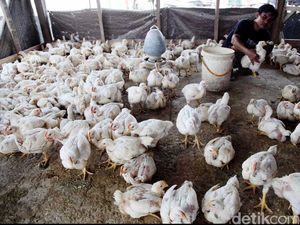 Cerita Pengusaha Ayam, Diminta Pemerintah Afkir Dini Hingga Divonis Kartel Cerita Pengusaha Ayam, Diminta Pemerintah Afkir Dini Hingga Divonis Kartel