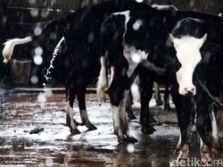 Putusan MK yang Dibocorkan Patrialis, Kementan: Kami Kaji Dulu