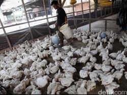 Mentan Berikan Bantuan 10 Juta Ekor Ayam Tahun Ini