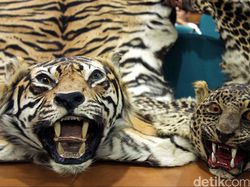 Aceh Punya Qanun Perburuan Satwa Dilindungi, Pemburu Bakal Dihukum Cambuk