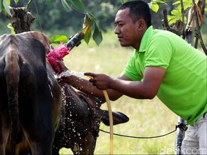 Masjid Raya Jabar Bagikan 4.000 Paket Daging Kurban, Termasuk dari Jokowi dan Aher