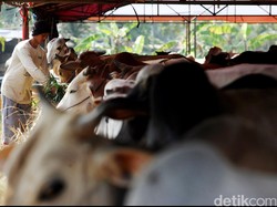 Mabes Polri Gerebek Tempat Penimbunan Sapi di Tangerang