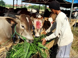 Polisi Duga Ada Permainan Importir di Balik Kelangkaan Daging Sapi