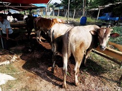 4 Kerbau Mati Misterius di Kudus, Polisi Turun Tangan